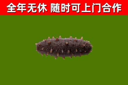 鄂州回收海参干